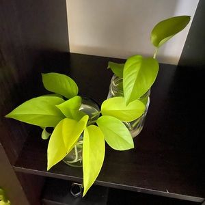 Multiple Neon Pothos Cuttings 🍃🌱